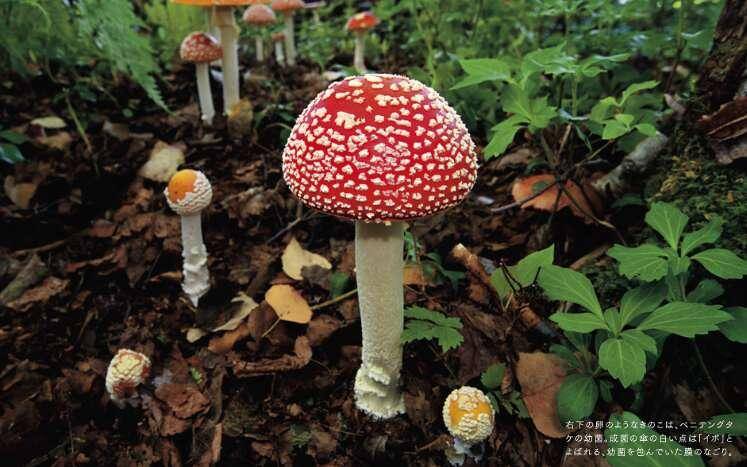 ベニテングタケ…阿寒の森で発見した「異界への扉」｜毒きのこ 世にも