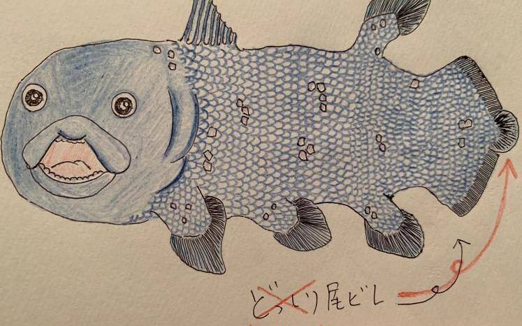 かっくい～！深海の王者「シーラカンス」｜学ぼう！珍妙奇妙な深海の