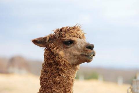 アルパカのファニーフェイスは癒し度100％｜もっふもふ！那須どうぶつ