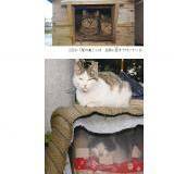 ネコの小屋 9匹の猫がみっちり詰まって、ぬくぬくの籠―猫小屋を覗いてみると｜路上