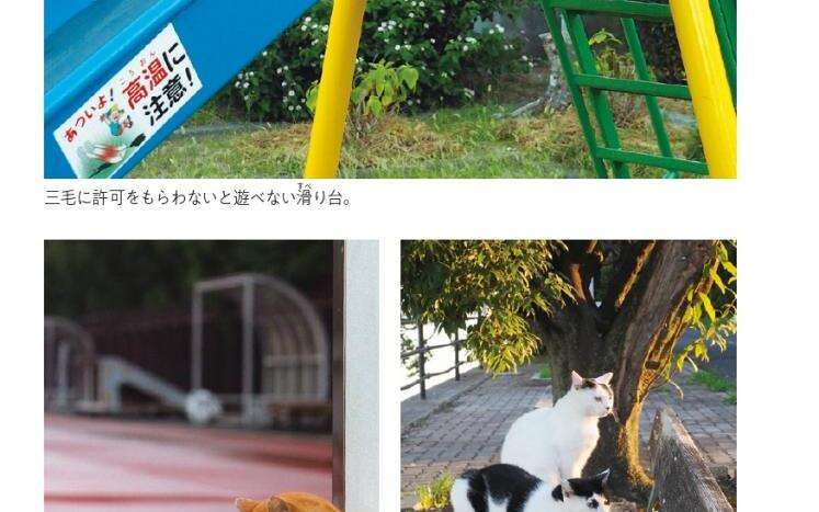 公園でくつろいでると、あちこちから猫の視線が｜路上ネコ、22の居場所