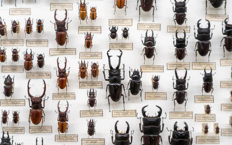 針に刺せない数ミリの大きさの虫をどうやって標本にするのか？そこには