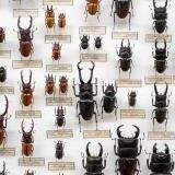 針に刺せない数ミリの大きさの虫をどうやって標本にするのか？そこには