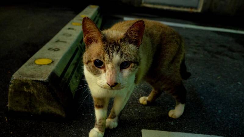 夜におかんの買い物について行くと猫がダイエー（スーパーマーケット