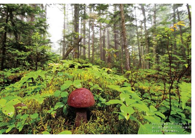 ウラグロニガイグチ…見た目はおいしそうな毒きのこ｜毒きのこ 世にも