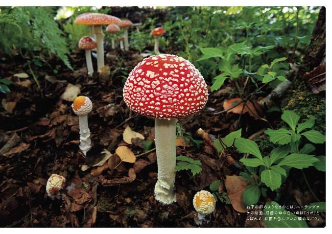 ベニテングタケ…阿寒の森で発見した「異界への扉」｜毒きのこ 世にも
