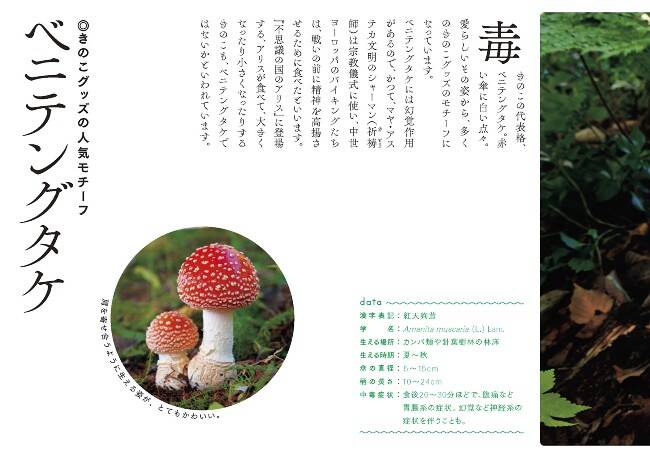 ベニテングタケ…阿寒の森で発見した「異界への扉」｜毒きのこ 世にも