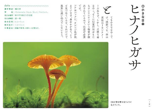 毒きのこ今昔 : 中毒症例を中心にして 毒きのこ今昔: 中毒症例を中心にして | 奥沢 康正 |本 | 通販