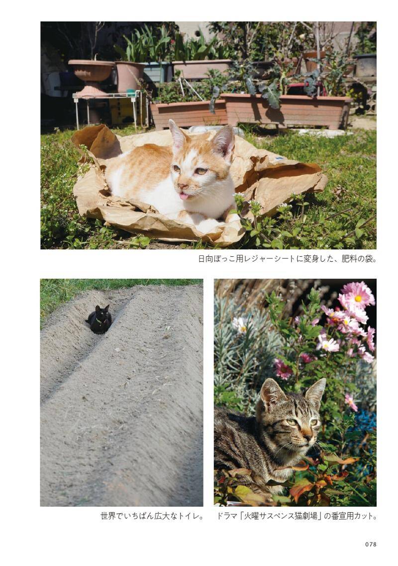 庭にも路地にも道路にも、気づくと猫たちが自由気ままに｜路上ネコ、22