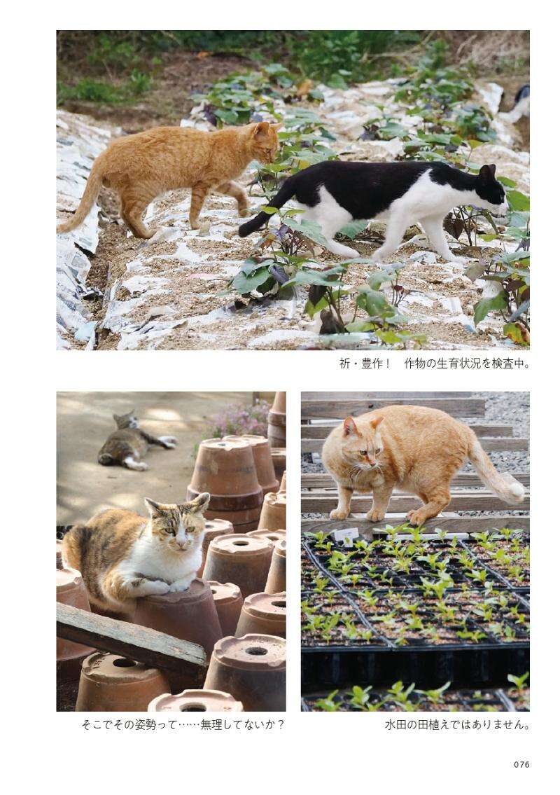 庭にも路地にも道路にも、気づくと猫たちが自由気ままに｜路上ネコ、22