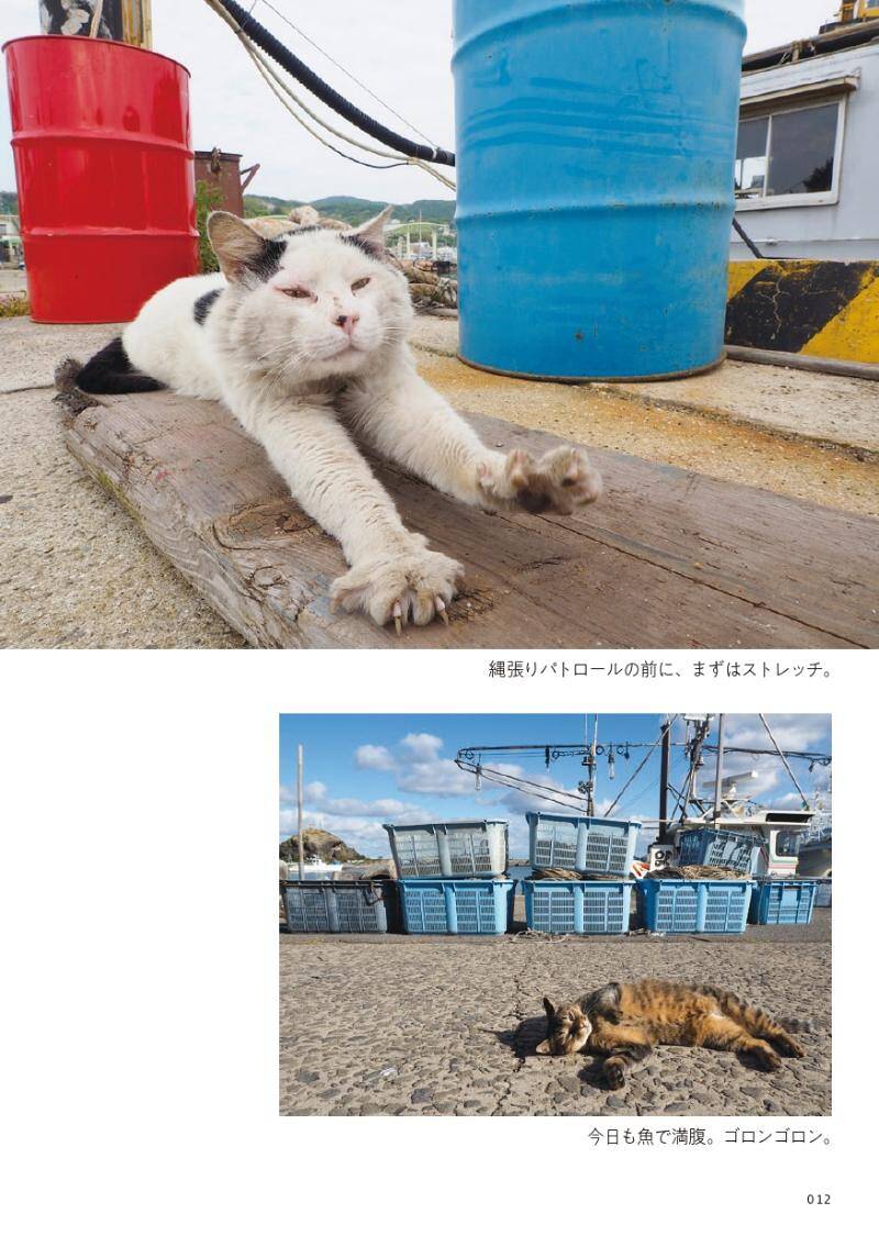 猫窃盗団、漁港に現る!?―猫と漁師が仲良く過ごす漁港にて｜路上ネコ