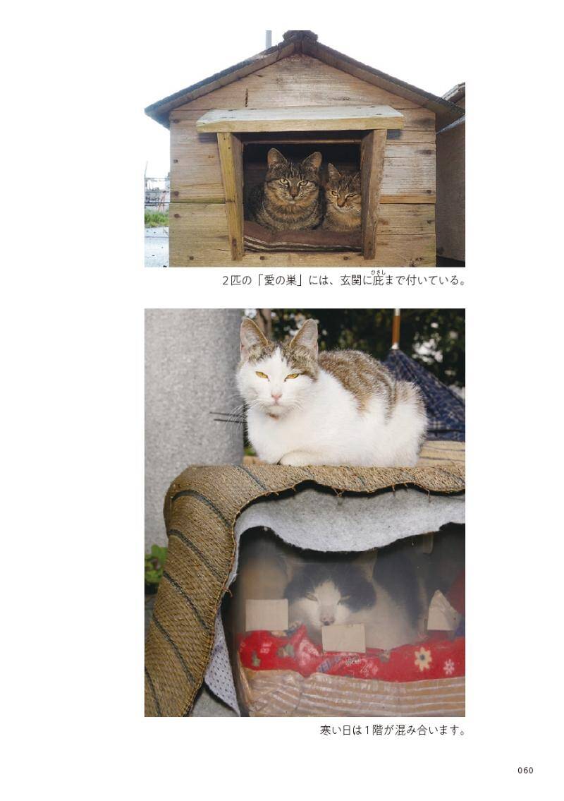 9匹の猫がみっちり詰まって、ぬくぬくの籠―猫小屋を覗いてみると｜路上