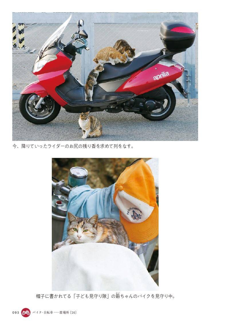 階段下りようとしたら猫、バイクに乗ろうとしても猫｜路上ネコ、22の