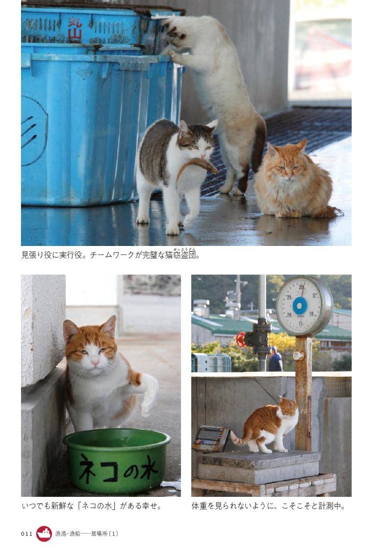 猫窃盗団、漁港に現る!?―猫と漁師が仲良く過ごす漁港にて｜路上ネコ