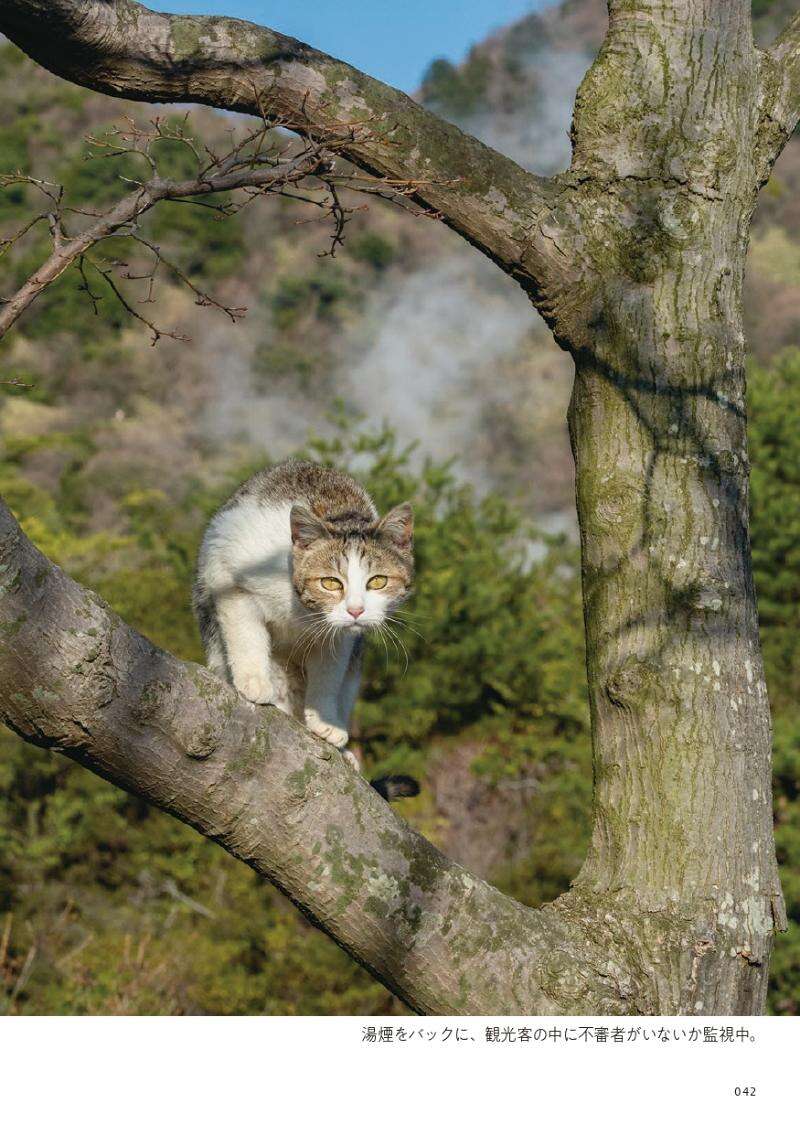視線を感じて見上げると、ドヤ顔の猫が―木の上の猫たち｜路上ネコ、22