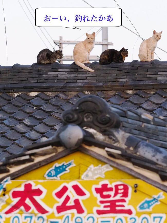 ソーシャルディスタンスってなに？」～もし路上ネコがしゃべったら