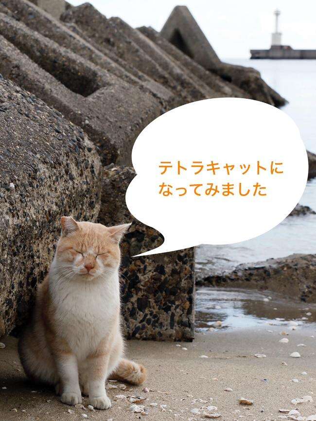 看板猫はやめて猫看板に転職したよ」～もし路上ネコがしゃべったら