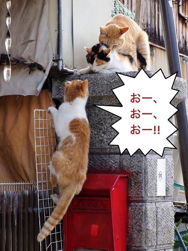 カットはトラ刈りを希望」～もし路上ネコがしゃべったら｜路上ネコ、22