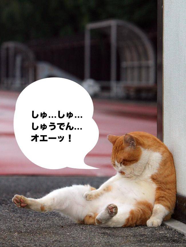 まあたねこを この球場の内野ネット、高えなあ」～もし路上ネコがしゃべったら｜路上