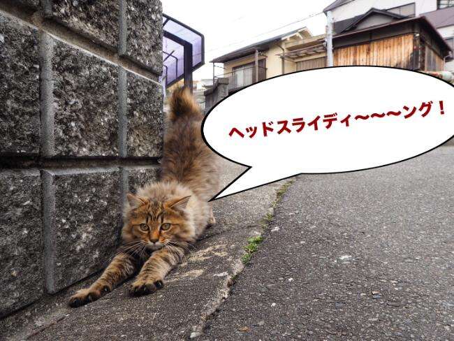 匂いからして、カレーではない」～もし路上ネコがしゃべったら｜路上