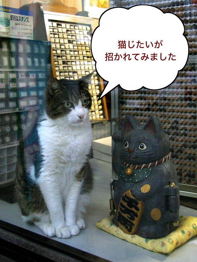 カットはトラ刈りを希望」～もし路上ネコがしゃべったら｜路上ネコ、22