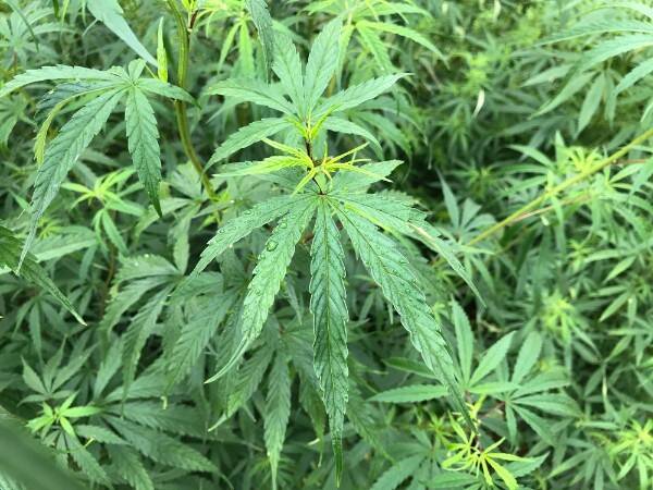 CD-ROM   アンドリュー・ワイル　大麻取締法とは何か？大麻取締法を問う GHQの指示で作られた大麻取締法 70年以上前の法律で世界に