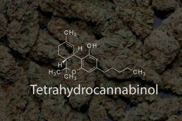 アンドリュー・ワイル　大麻取締法とは何か？大麻取締法を問う CD-ROM アンドリュー・ワイル 大麻取締法とは何か？大麻取締法を問う