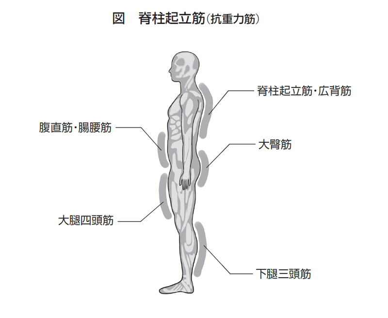 ヒトはなぜ腰痛になるのか？ 外科医が人類進化から読み解く「背骨の