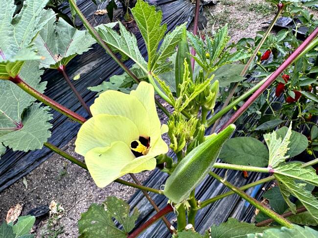 オクラの花と実