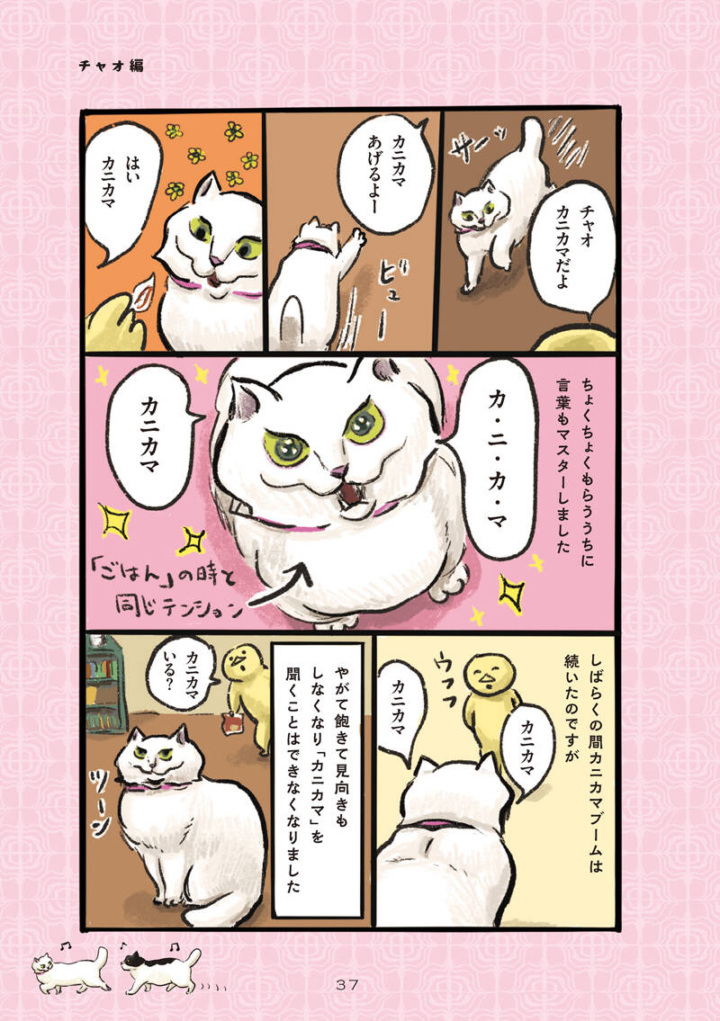 喋る猫｜白猫、黒猫、しましま猫｜カマノレイコ - 幻冬舎plus