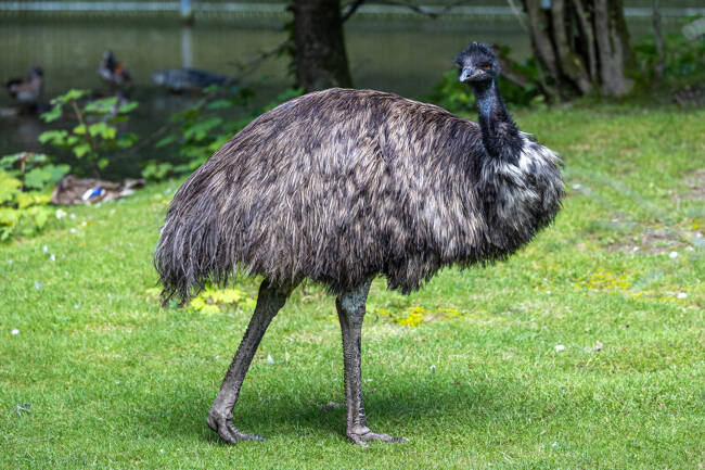Emu, Dromaius novaehollandiae standing in grass in its habitat 82235473