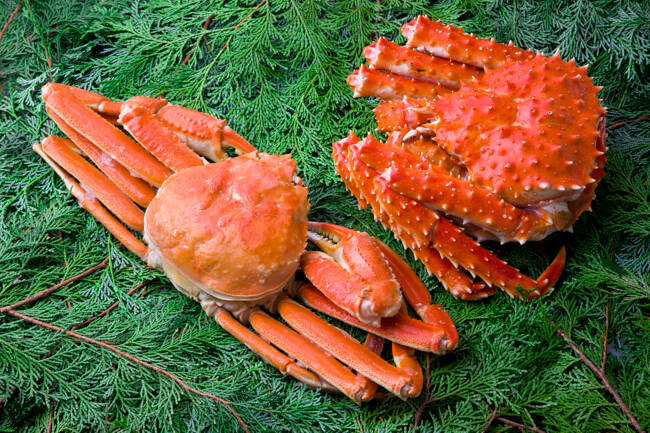 タラバガニとズワイガニ 5324851