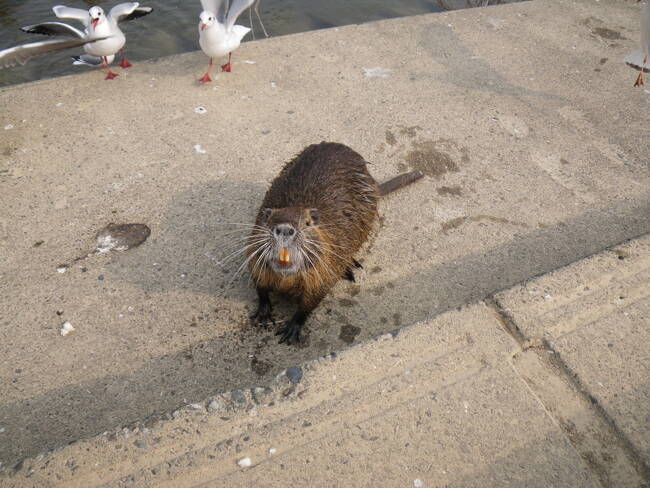 ヌートリア 44282369