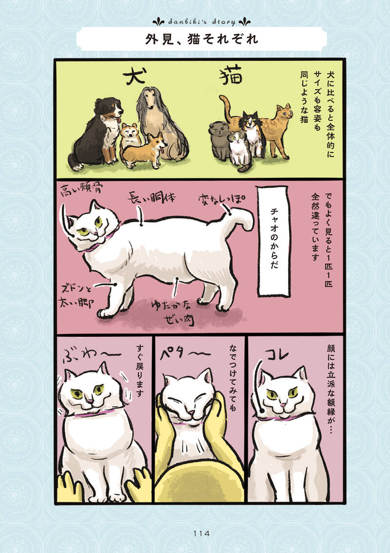 白猫と黒猫シリーズ　冬景色 白猫と黒猫シリーズ 冬景色 Amazon.co.jp: 白猫、黒猫、しましま