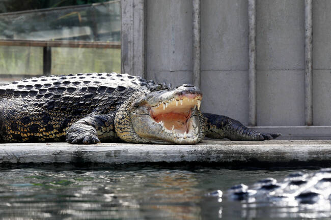 イリエワニ 88655642