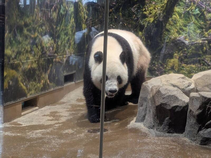 パンダページ 2025年12月25日 パンダとのお別れ｜次元上昇日記｜辛酸なめ子 - 幻冬舎plus