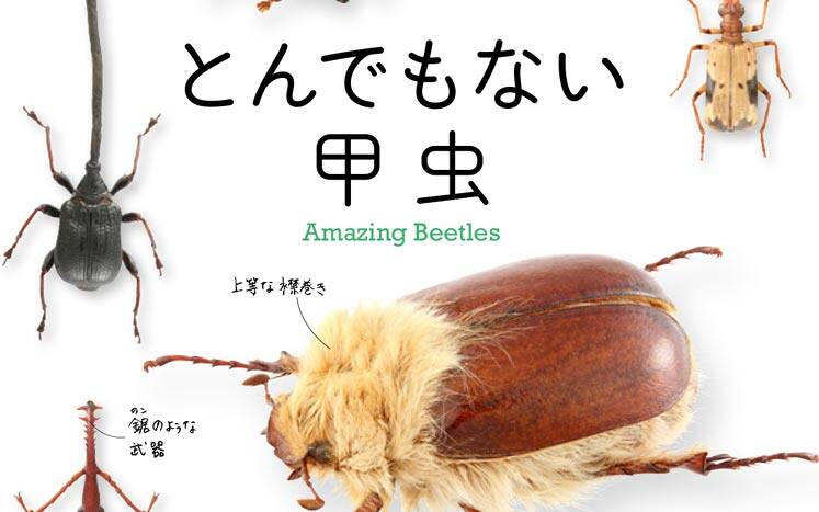 とんでもない甲虫｜福井敬貴／丸山宗利 - 幻冬舎plus